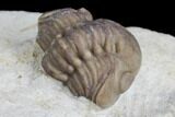 Enrolled Kainops Trilobite - Oklahoma #95718-3